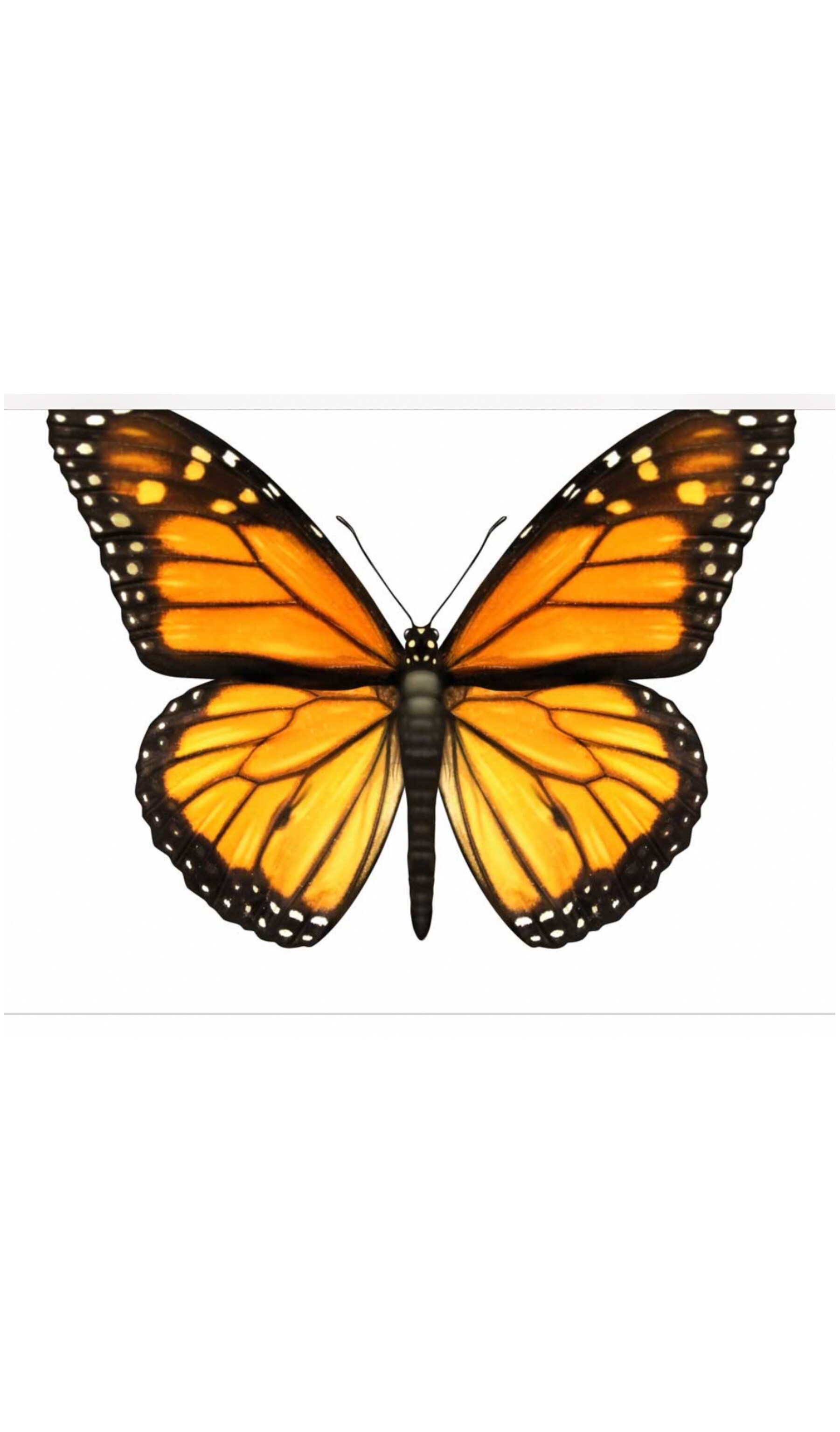 Artificial Butterfly